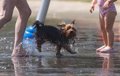 Le RSCE demande à l'Europe de modifier les règles du transport aérien pour que les animaux soient considérés comme des êtres vivants