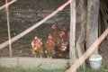 Planas assure que la grippe aviaire est maîtrisée et annonce qu'il demandera davantage de jours de pêche en Méditerranée