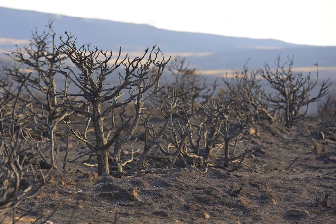 L’UE accepte de retarder l’application de la loi sur la déforestation jusqu’à fin 2026