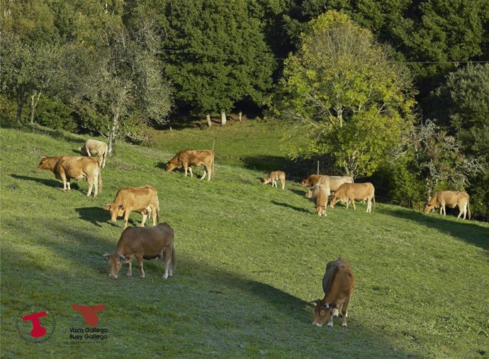 Ternera Gallega exprime sa préoccupation concernant l'accord avec le Mercosur et exige des améliorations dans la PAC