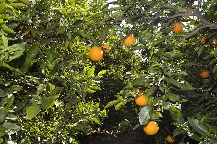 AVA-Asaja met en garde contre l'entrée dans l'UE des premières oranges d'Egypte avec des résidus et des produits phytosanitaires interdits
