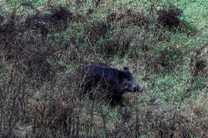 L'UE autorise la proposition espagnole de nouveau zonage PPA qui permettra certains mouvements dans les fermes