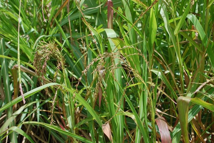 La CJUE confirme que les États peuvent opposer leur veto à la culture d'OGM sous certaines conditions