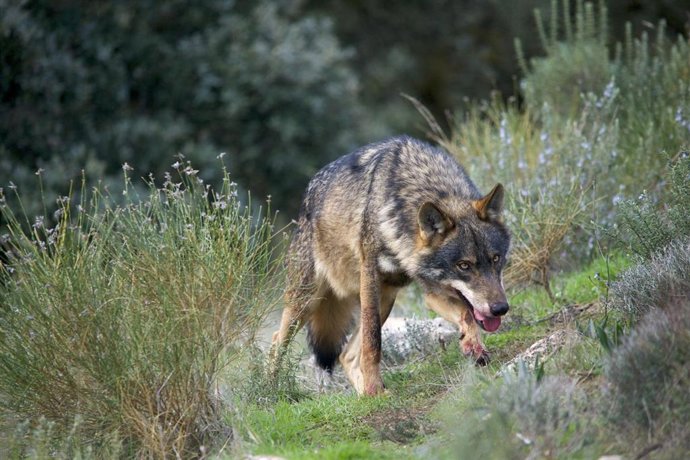 Le Gouvernement demande à la CCAA de mettre à jour ses recensements de loups après les incendies de 2025 et ses plans de gestion