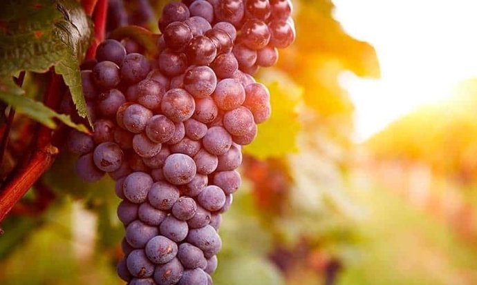 Le Parlement européen approuve de nouvelles aides pour le vin et l'étiquetage « sans alcool » pour les produits contenant moins de 0,05%