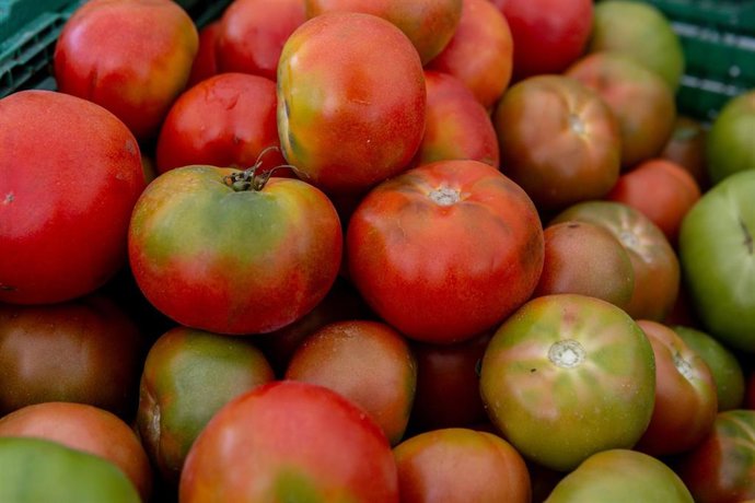 Les producteurs européens de tomates demandent la réciprocité dans les accords commerciaux et bloquent l’accord UE-Maroc