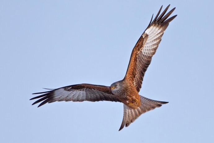 Bruxelles fixe des critères plus pratiques pour appliquer la protection des oiseaux sauvages dans l'UE