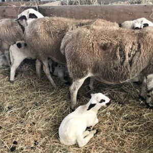 Interovic met en garde contre l'impact de l'accord UE-Australie et demande que le mouton soit déclaré « secteur sensible »