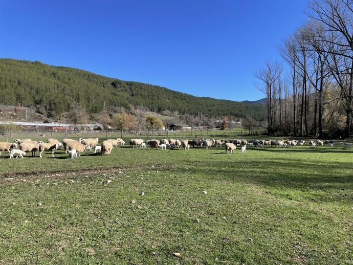 Le CITA organise un cours à Arens de Lledó (Teruel) pour promouvoir la valorisation de la laine destiné aux éleveurs