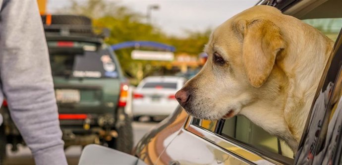 Bruxelles met à jour les règles de voyage pour les animaux de compagnie et fixe un maximum de cinq animaux par véhicule