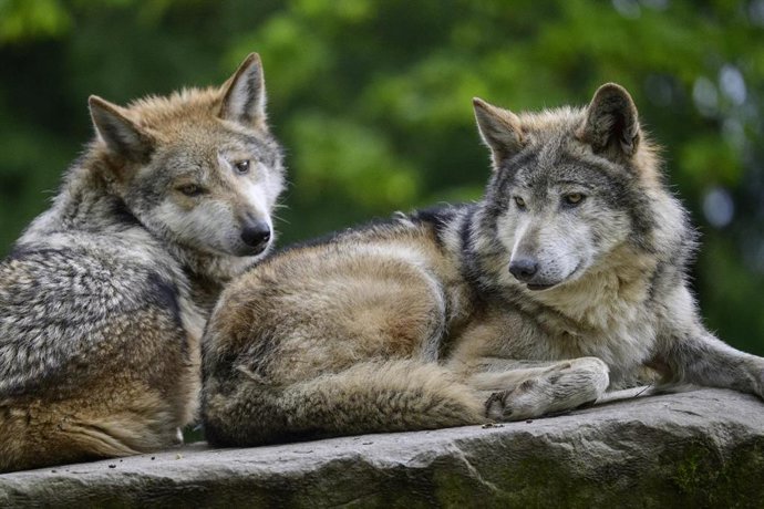Plus de 40 ONG dénoncent la réduction « anti-scientifique » de la protection des loups dans l'UE et exigent un « moratoire sur les massacres »