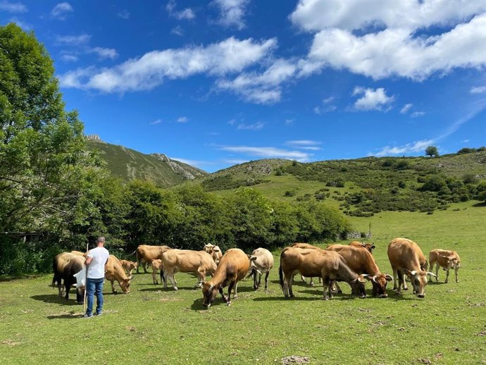 Le gouvernement constate une amélioration des prix de la viande bovine perçus par les agriculteurs