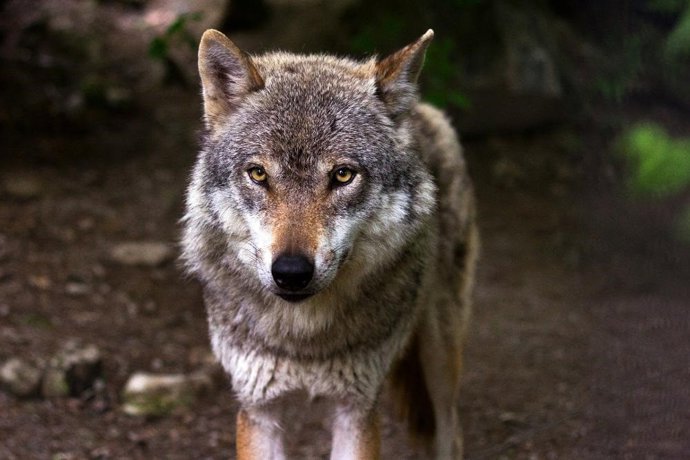 La Galice et 13 autres communautés dénoncent à l'UE « l'attitude arbitraire » du gouvernement dans la gestion du loup