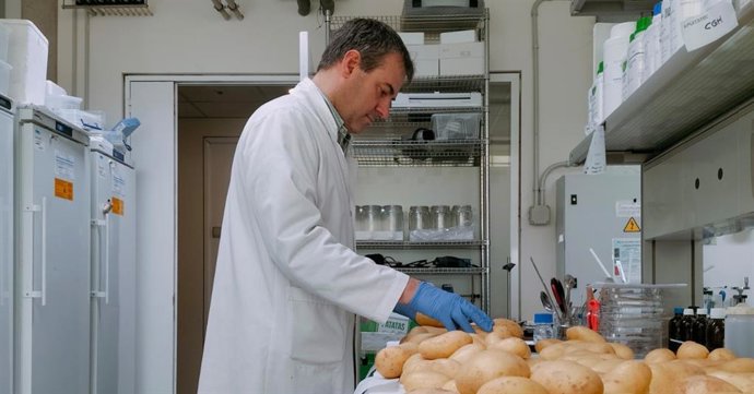 Le projet PataFEST intègre l'IA pour prévenir les maladies et lutter contre les ravageurs dans les cultures de pommes de terre