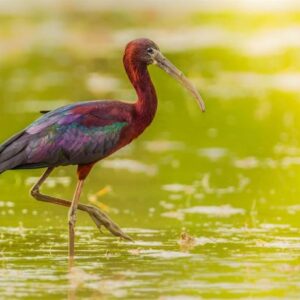La coalition d'ONG #HandsOffNature exige que Bruxelles renforce les lois sur la conservation « en pleine crise écologique »
