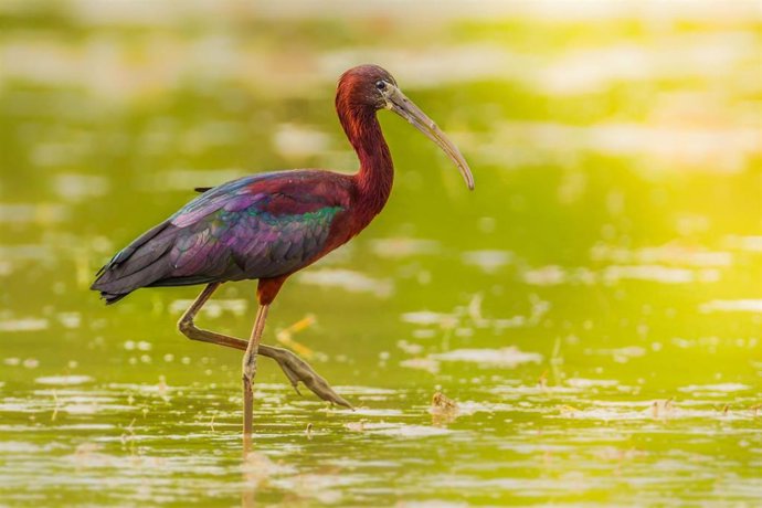 La coalition d'ONG #HandsOffNature exige que Bruxelles renforce les lois sur la conservation « en pleine crise écologique »