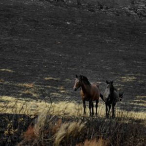 La Galice disposera de 19 millions du Fonds de solidarité de l'UE pour récupérer les zones après les incendies en 2025