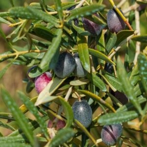 Asaja, COAG, UPA et Coopératives demandent l'activation « urgente » de la norme de commercialisation de l'huile d'olive