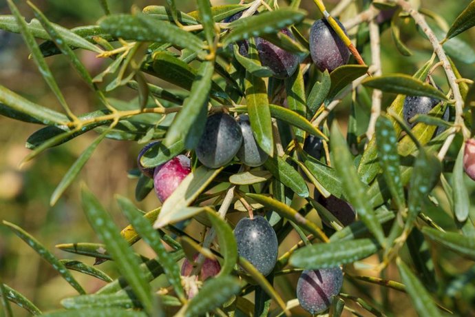 Asaja, COAG, UPA et Coopératives demandent l'activation « urgente » de la norme de commercialisation de l'huile d'olive