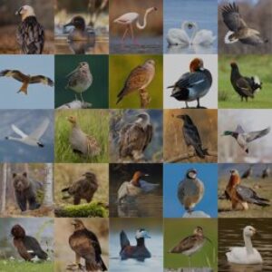SEO/BirdLife salue la restriction de l'utilisation de la grenaille de plomb dans l'UE mais demande d'inclure les balles utilisées pour le gros gibier